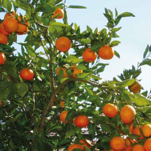 Mamiba_Nourishing-Mandarin-Green-Tea-(1)-35