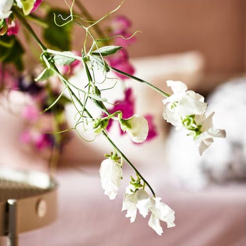 sweet-pea